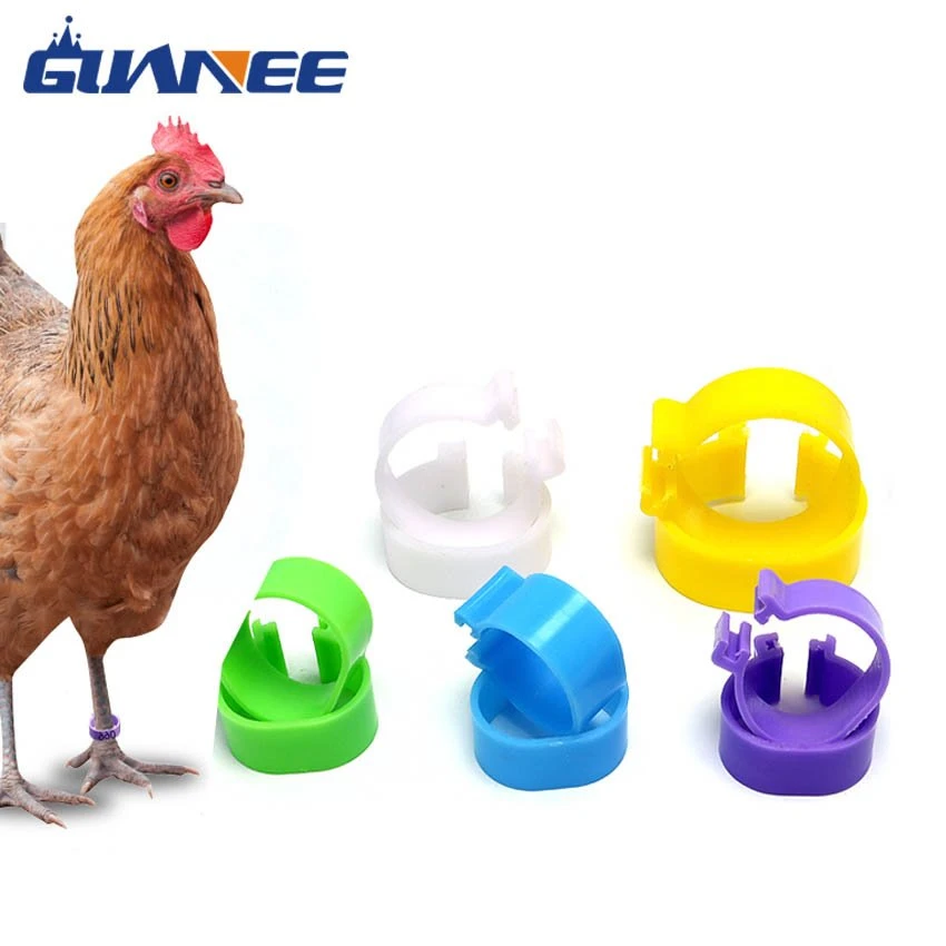detail of adjustable plastic chicken foot ring detail of adjustable plastic chicken foot ring
