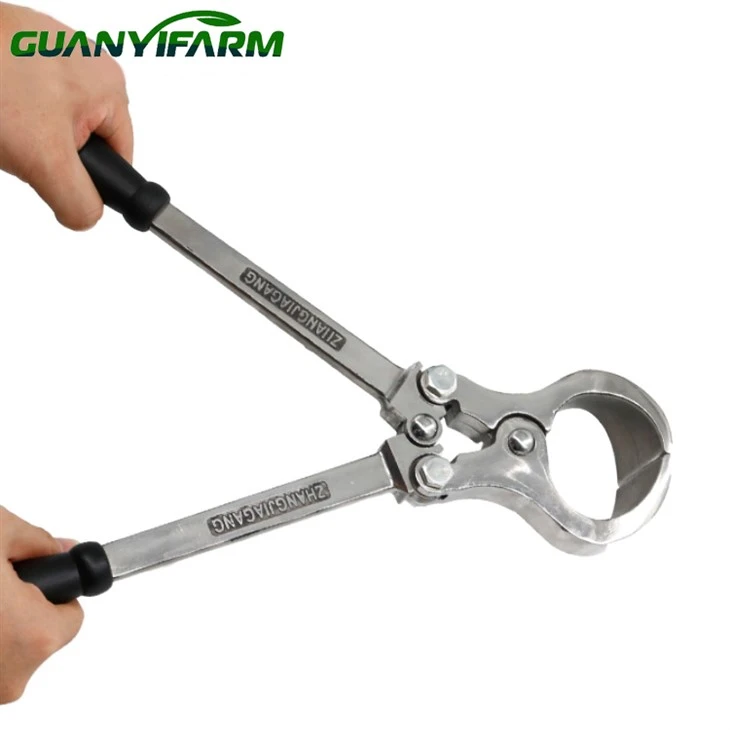 Outils de castration de vache