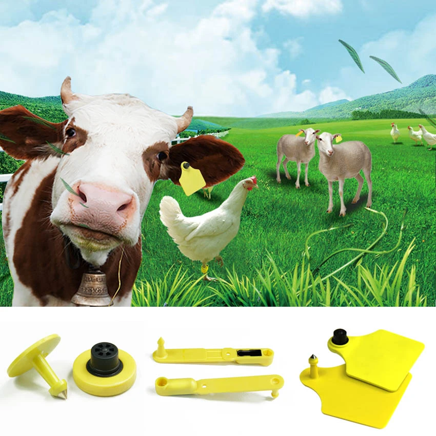 Application of cow ear tags Application of cow ear tags